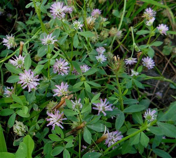 Trifolium resupinatum